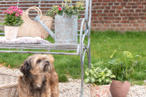 Tuin & Dieren