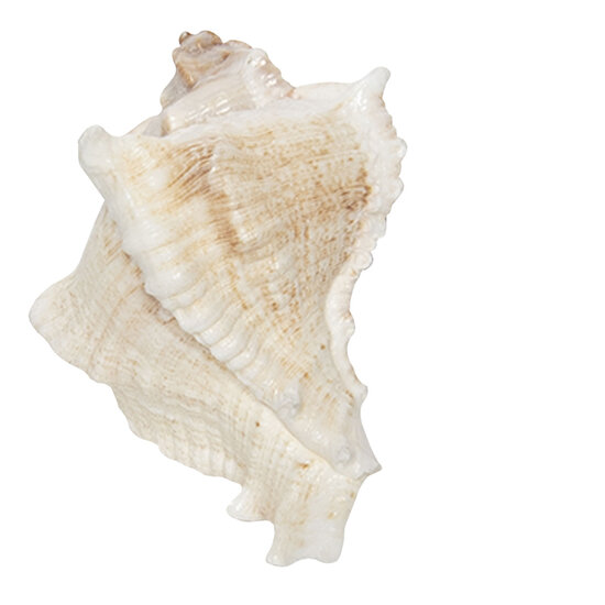 Clayre & Eef | Deurknop Wit Bruin 7x5x6 cm | 64183