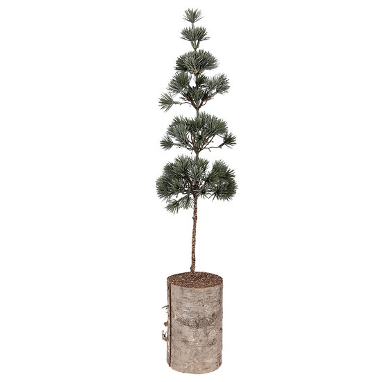 Clayre &amp; Eef   | Decoratie Boom Groen Bruin 14x14x60 cm | 50841