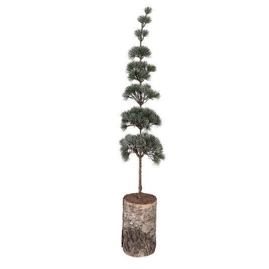 Clayre &amp; Eef   | Decoratie Boom Groen Bruin 15x12x80 cm | 50842