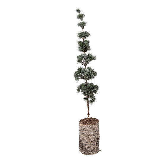 Clayre &amp; Eef   | Decoratie Boom Groen Bruin 15x12x80 cm | 50842