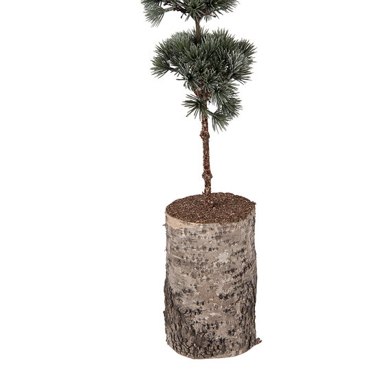 Clayre &amp; Eef   | Decoratie Boom Groen Bruin 15x12x80 cm | 50842