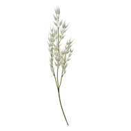 Clayre & Eef | Decoratie Tak Wit 15x2x72 cm | 5PL0060