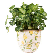 Clayre & Eef | Bloempot Binnen Geel, Beige ø 18x17 cm | 6CE1529M