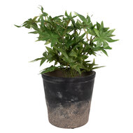 Clayre & Eef | Bloempot Binnen Zwart Bruin ø 17x16 cm | 6CE1719L