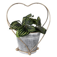 Clayre & Eef | Planthouder Grijs Goudkleurig 25x16x29 cm | 6Y5469