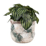 Clayre & Eef | Bloempot Binnen Beige Groen ø 14x12 cm | 6TE0530M