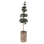 Clayre &amp; Eef   | Decoratie Boom Groen Bruin 14x14x60 cm | 50841