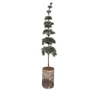 Clayre &amp; Eef   | Decoratie Boom Groen Bruin 15x12x80 cm | 50842