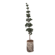 Clayre &amp; Eef   | Decoratie Boom Groen Bruin 15x12x80 cm | 50842