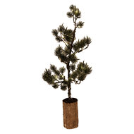 Clayre &amp; Eef   | Decoratie Boom met LED Groen Bruin 20x17x60 cm / 3xAAA | 50843