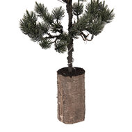 Clayre &amp; Eef   | Decoratie Boom met LED Groen Bruin 28x20x75 cm / 3xAAA | 50844
