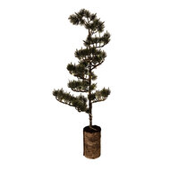 Clayre &amp; Eef   | Decoratie Boom met LED Groen Bruin 28x20x75 cm / 3xAAA | 50844