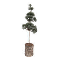 Clayre &amp; Eef   | Decoratie Boom Groen Bruin 14x14x45 cm | 66433