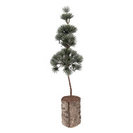 Clayre &amp; Eef   | Decoratie Boom Groen Bruin 14x14x45 cm | 66433