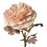 Clayre & Eef   | Kunstbloem Rozen Roze 10x10x60 cm | 6PL0334