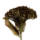 Clayre & Eef | Decoratie tak met bloemen Groen 15x15x47 cm | 6PL0404GR Clayre & Eef | Decoratie tak met bloemen Groen 15x15x47 cm | 6PL0404GR