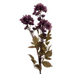 Clayre & Eef   | Decoratie tak met bloemen Paars Groen 6x10x80 cm | 5PL0272PA